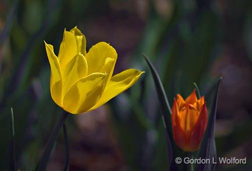 Two Tulips_48065.jpg - Photographed in Ottawa, Ontario - the Capital of Canada.